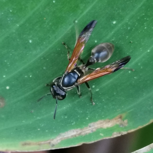 Ferocious polybia wasp photo 4