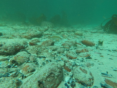 Chirodactylus brachydactylus