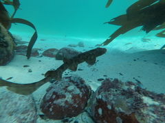 Haploblepharus pictus