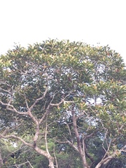 Campnosperma auriculatum