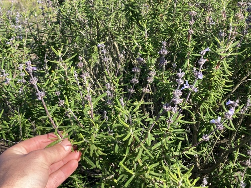 Santa Rosa Island Sage