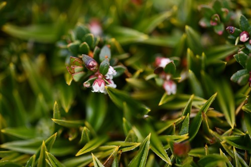 Gaultheria antarctica, photograph 3