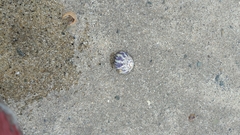 Steromphala umbilicalis