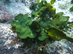 Codium stephensiae