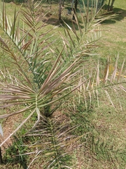 Phoenix dactylifera