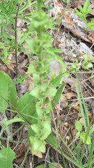 Triodanis