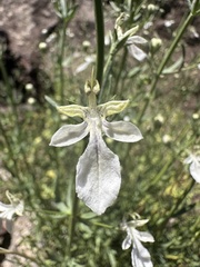 Teucrium glandulosum, photograph (c) Melanie J. Davis, some rights reserved (CC BY)