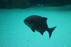 Dichistius multifasciatus