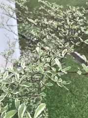 Coprosma microcarpa
