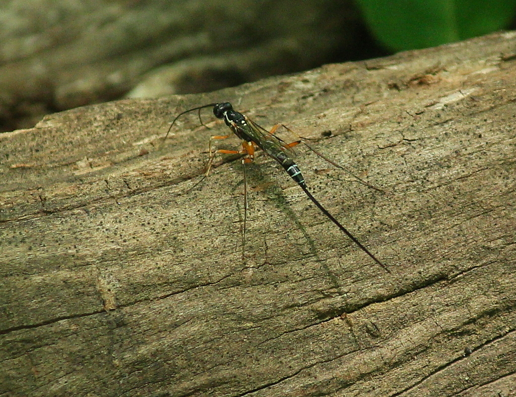 Podoschistus vittifrons