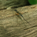 Podoschistus vittifrons - Photo (c) mayfly1963, some rights reserved (CC BY), uploaded by mayfly1963