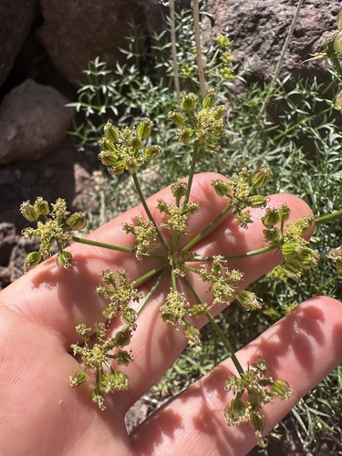 Panamint Springparsley (Cymopterus panamintensis)