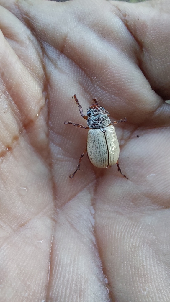 Bolax caurana