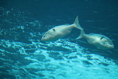 Polysteganus undulosus