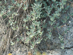 Atriplex maximowicziana