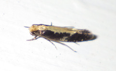 Monopis obviella