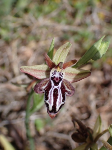 Image of Ophrys cretica by (c) Elias, some rights reserved (CC BY)