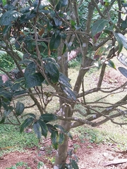 Camellia granthamiana