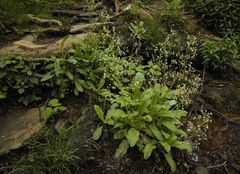 Micranthes micranthidifolia