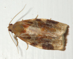 Archips xylosteana