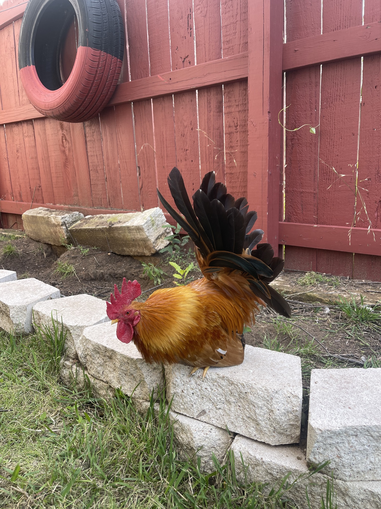 Gallus gallus f. domestica