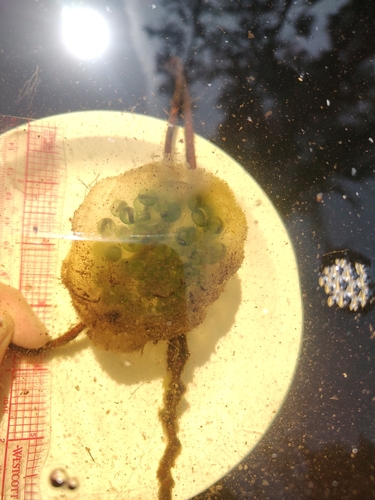 Northwestern Salamander