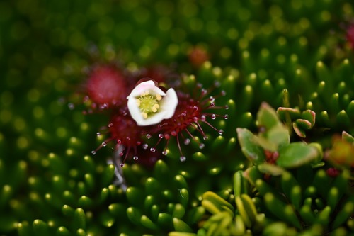 Drosera uniflora (Drosera uniflora)
