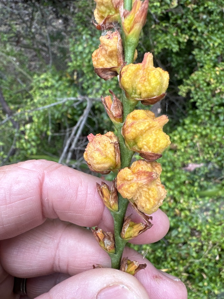 Chasmanthe floribunda, Menlo Ave, San Diego, CA, US, by jrebman