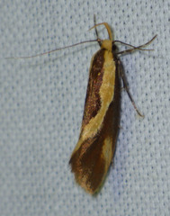 Harpella forficella