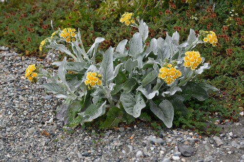 Senecio candidans (Senecio candidans)