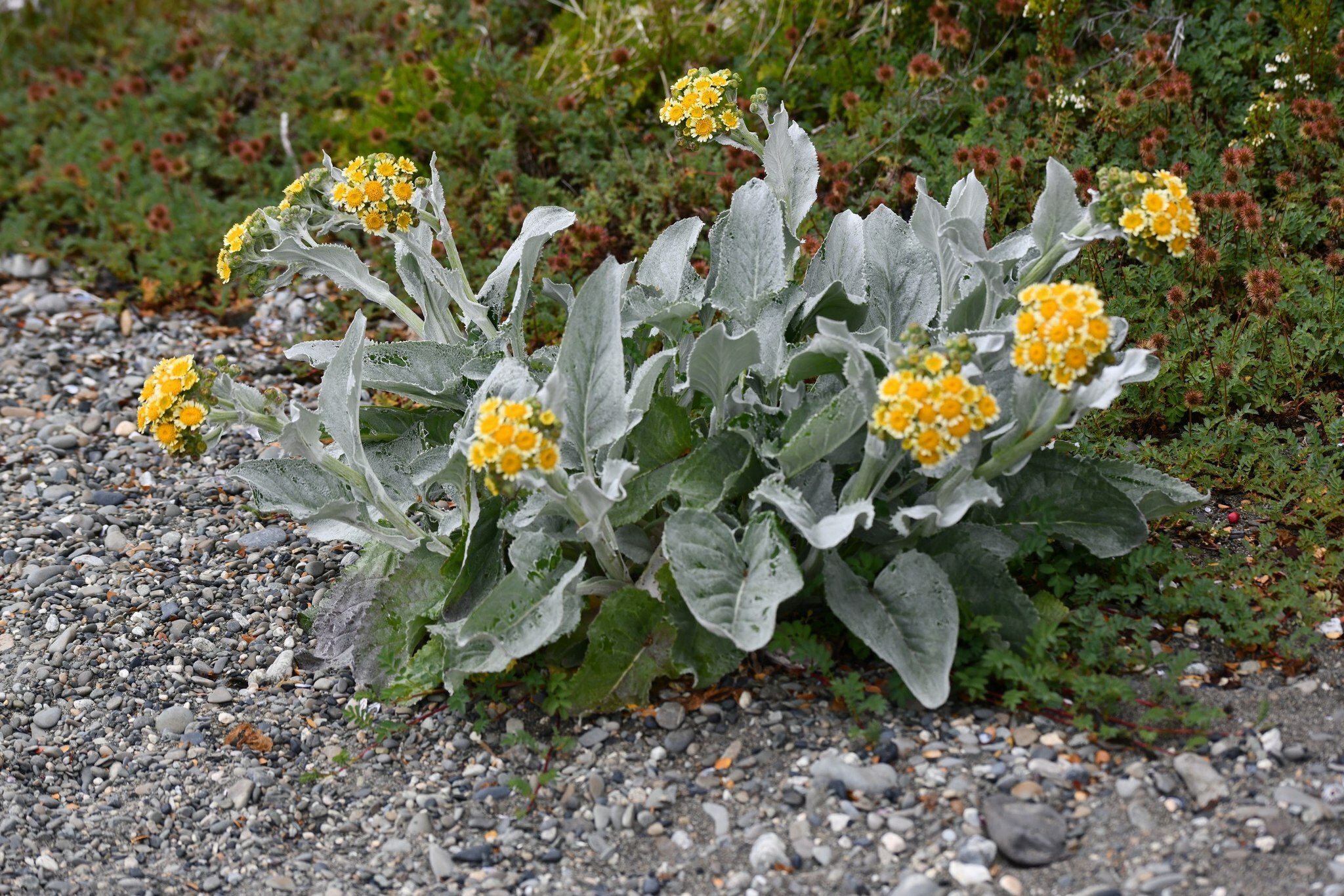 Senecio Candidans (Senecio candidans)
