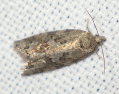 Cnephasia incertana