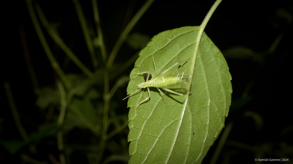 Oecanthus pallidus