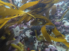 Haploblepharus pictus