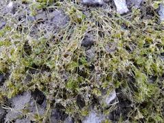 Nitella pseudoflabellata