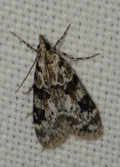 Eudonia delunella
