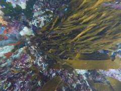 Anthophycus longifolius