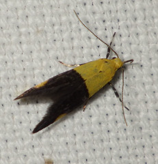 Oecophora bractella