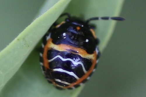 Harlequin bug