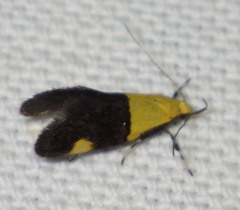 Oecophora bractella