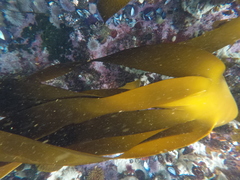 Laminaria pallida