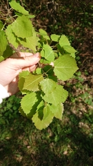 Populus tremula