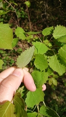 Populus tremula