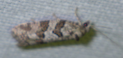 Cnephasia incertana