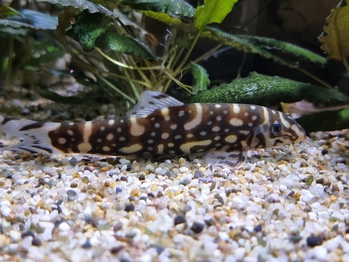 Burmese border loach (Botia kubotai) — Cobitidae