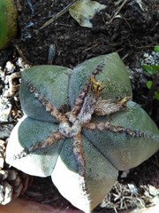 Astrophytum