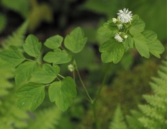 Thalictrum clavatum