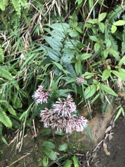 Eupatorium shimadae