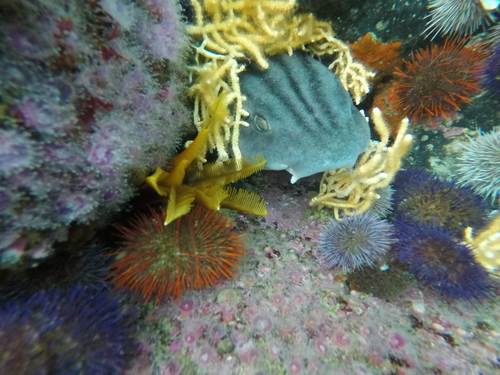 Gestreepte pyjamahaai (Poroderma africanum) — Scyliorhinidae — 5