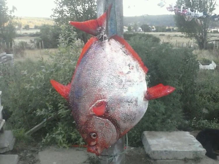 Bigeye Opah